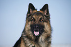 German Shepherd Portrait