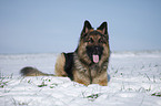 lying German Shepherd