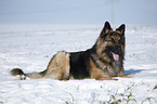 lying German Shepherd