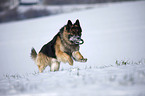 playing German Shepherd