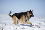 running German Shepherd