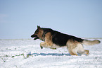 running German Shepherd