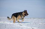 running German Shepherd