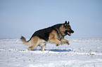 running German Shepherd