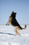 jumping German Shepherd