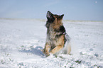 German Shepherd