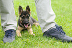 German Shepherd Puppy