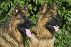 German Shepherds