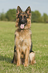 sitting German Shepherd