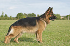 German Shepherd