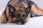 lying German Shepherd