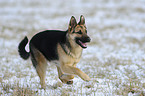 running German Shepherd