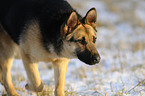 German Shepherd