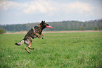 playing German Shepherd