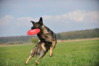 playing German Shepherd