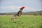 playing German Shepherd