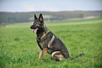 sitting German Shepherd