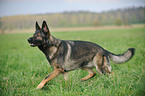 walking German Shepherd