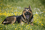 lying German Shepherd