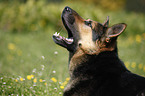 German Shepherd Portrait