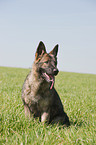 sitting German Shepherd