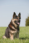 sitting German Shepherd