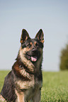 German Shepherd Portrait