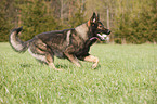 playing German Shepherd