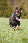 running German Shepherd