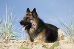 lying German Shepherd