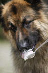 eating German Shepherd