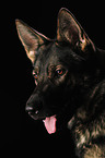 German Shepherd portrait