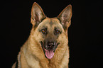 German Shepherd portrait