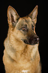 German Shepherd portrait