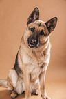 sitting German Shepherd