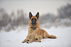 lying German Shepherd