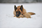 lying German Shepherd