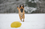 playing German Shepherd