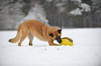 playing German Shepherd