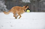 playing German Shepherd