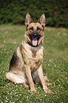 sitting German Shepherd