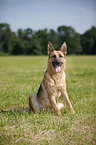 sitting German Shepherd