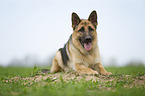 lying German Shepherd