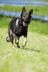 running German Shepherd