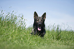 German Shepherd Portrait