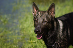 German Shepherd Portrait