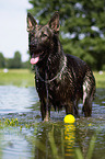 bathing German Shepherd