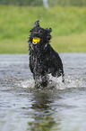 playing German Shepherd