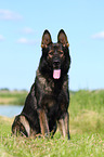 sitting German Shepherd