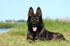 lying German Shepherd